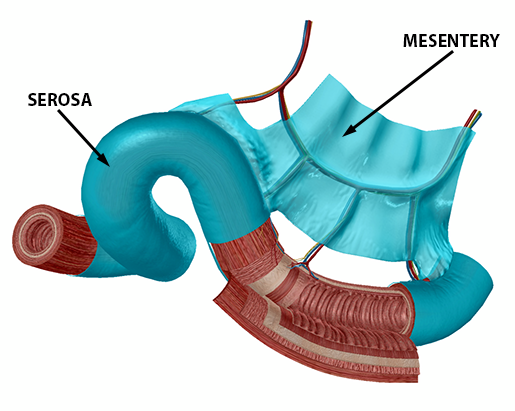 Studying the Peritoneum with Human Anatomy Atlas 2020 Biology Diagrams